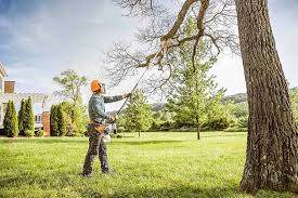 Best Palm Tree Trimming  in Gate City, VA